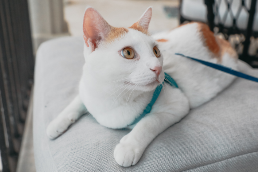pet friendly weekend getaways