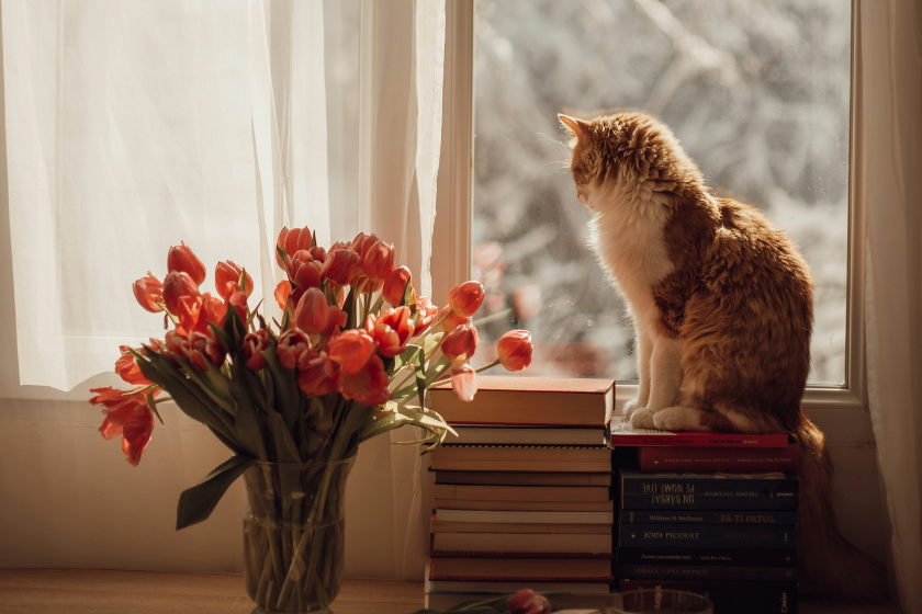pet sitting exchange homeexchange